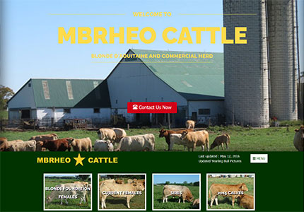 MBRheo Cattle - Blonde d'aquitaine and commercial herd